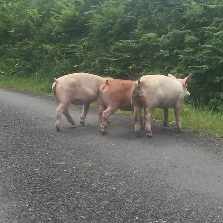 Farm stay Ocean View Dingle