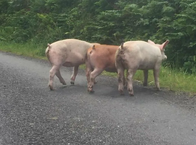 Çiftlik konaklama Ocean View Dingle